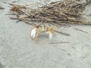 Face-off with a ghost crab