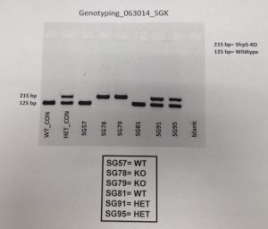 This is the data we got from the genotyping. A mark on the top row meant that the mouse was a knockout. A mark on the bottom row meant that the mouse was a wildtype. A mark in both rows meant the mouse was heterozygous.